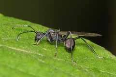 Polyrhachis armata