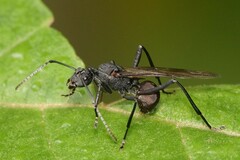 Polyrhachis armata
