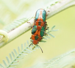 Calomela curtisi