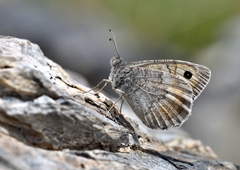 Pseudochazara graeca