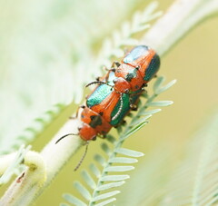 Calomela curtisi