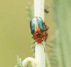 Calomela curtisi