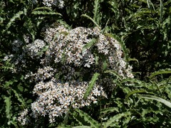 Olearia ilicifolia