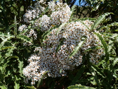 Olearia ilicifolia