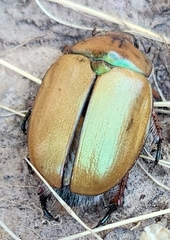 Anoplognathus suturalis