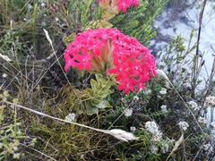 Crassula coccinea
