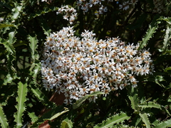 Olearia ilicifolia
