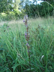 Gentianella amarella