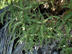 Olearia ilicifolia