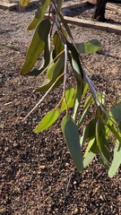 Eucalyptus socialis