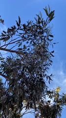 Eucalyptus socialis