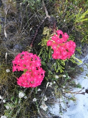 Crassula coccinea