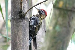 Picus vittatus