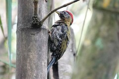 Picus vittatus