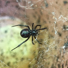 Steatoda capensis