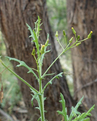 Senecio bathurstianus