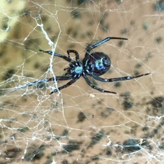 Steatoda capensis