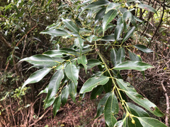 Cinnamomum insularimontanum