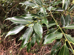 Cinnamomum insularimontanum