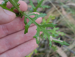 Senecio bathurstianus