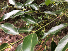 Cinnamomum insularimontanum
