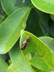 Phauda flammans