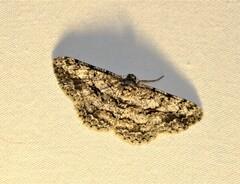 Psilalcis isombra