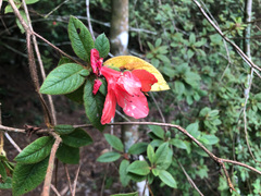 Rhododendron oldhamii