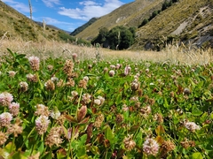 Trifolium ambiguum