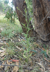 Senecio bathurstianus