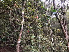 Rhododendron oldhamii