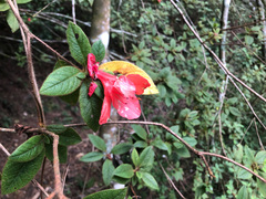 Rhododendron oldhamii
