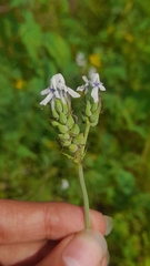 Lavandula bipinnata