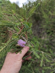 Melaleuca decussata