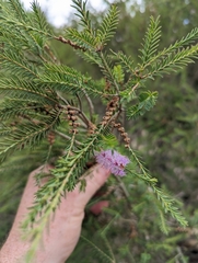 Melaleuca decussata