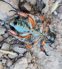 Anoplognathus suturalis