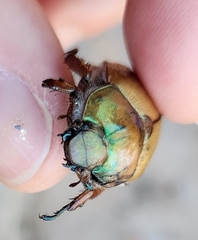 Anoplognathus suturalis