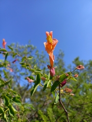 Dolichandra cynanchoides