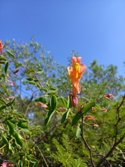 Dolichandra cynanchoides