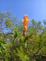 Dolichandra cynanchoides