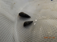 Semisulcospira libertina