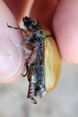 Anoplognathus suturalis