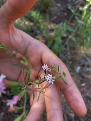 Stevia satureiifolia