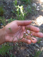 Stevia satureiifolia