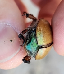 Anoplognathus suturalis