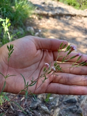 Stevia satureiifolia