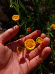Hysterionica jasionoides