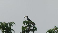 Lophoceros fasciatus