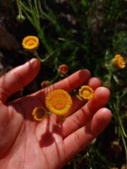 Hysterionica jasionoides