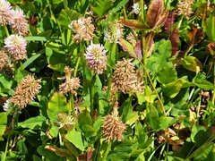 Trifolium ambiguum
